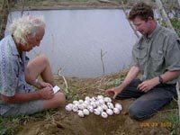 collecting eggs