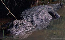 Chinese Alligator adult