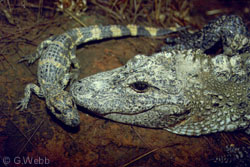 portrait of adult and juvenile alligator