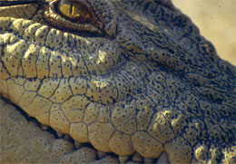 crocodilian.com