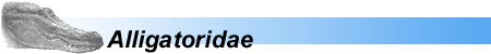 ALLIGATORIDAE