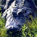 American alligator