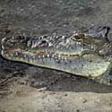 American crocodile