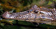 Link to Brian Warren's Caiman Taxonomy discussion