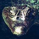 Spectacled caiman