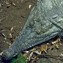 Orinoco crocodile