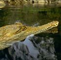 Australian freshwater crocodile