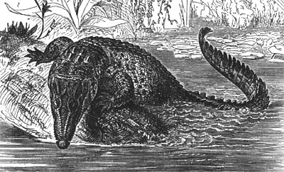 Estuarine crocodile