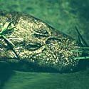 Broad-snouted caiman