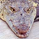 Morelet's crocodile