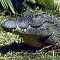 Nile crocodile