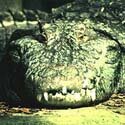Mugger crocodile