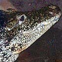 Cuban crocodile
