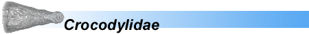 CROCODYLIDAE