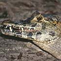 Jacar&eacute; caiman
