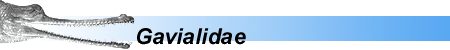 GAVIALIDAE