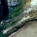 Indian gharial