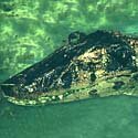 Black caiman