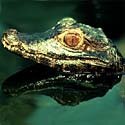 Cuvier's dwarf caiman