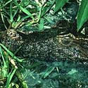 Schneider's dwarf caiman