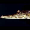 False gharial