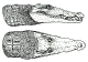 Head drawing