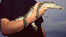 holding juvenile in one arm