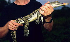holding juvenile with two hands