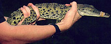 holding juvenile with two hands