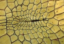vent of mature female