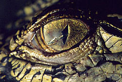 eye injury