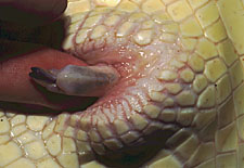 penis of sub-adult male