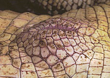vent of mature male