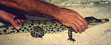 picking up juvenile